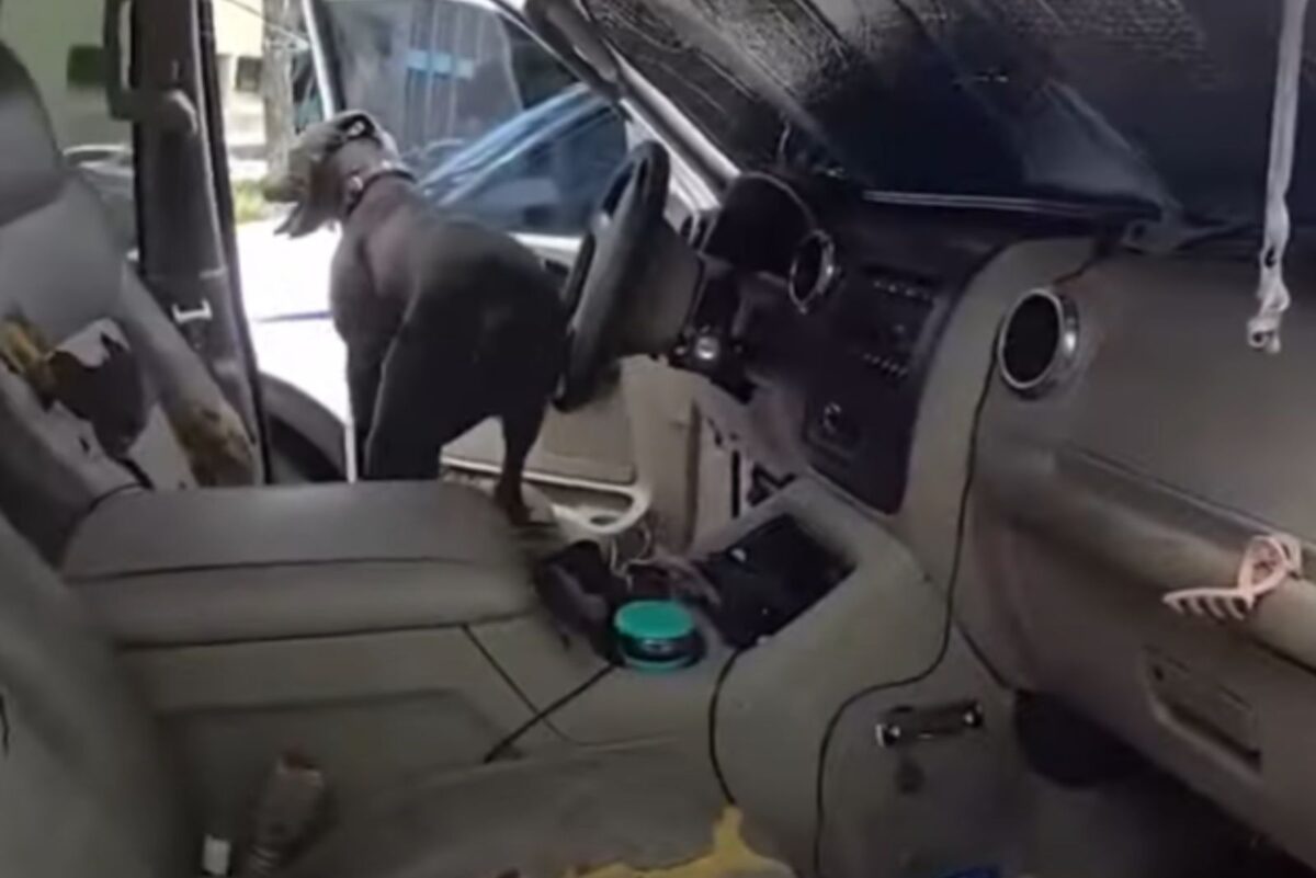 Police Officer Rescues Dog From A Parked Car While A Vet Demonstrates ...