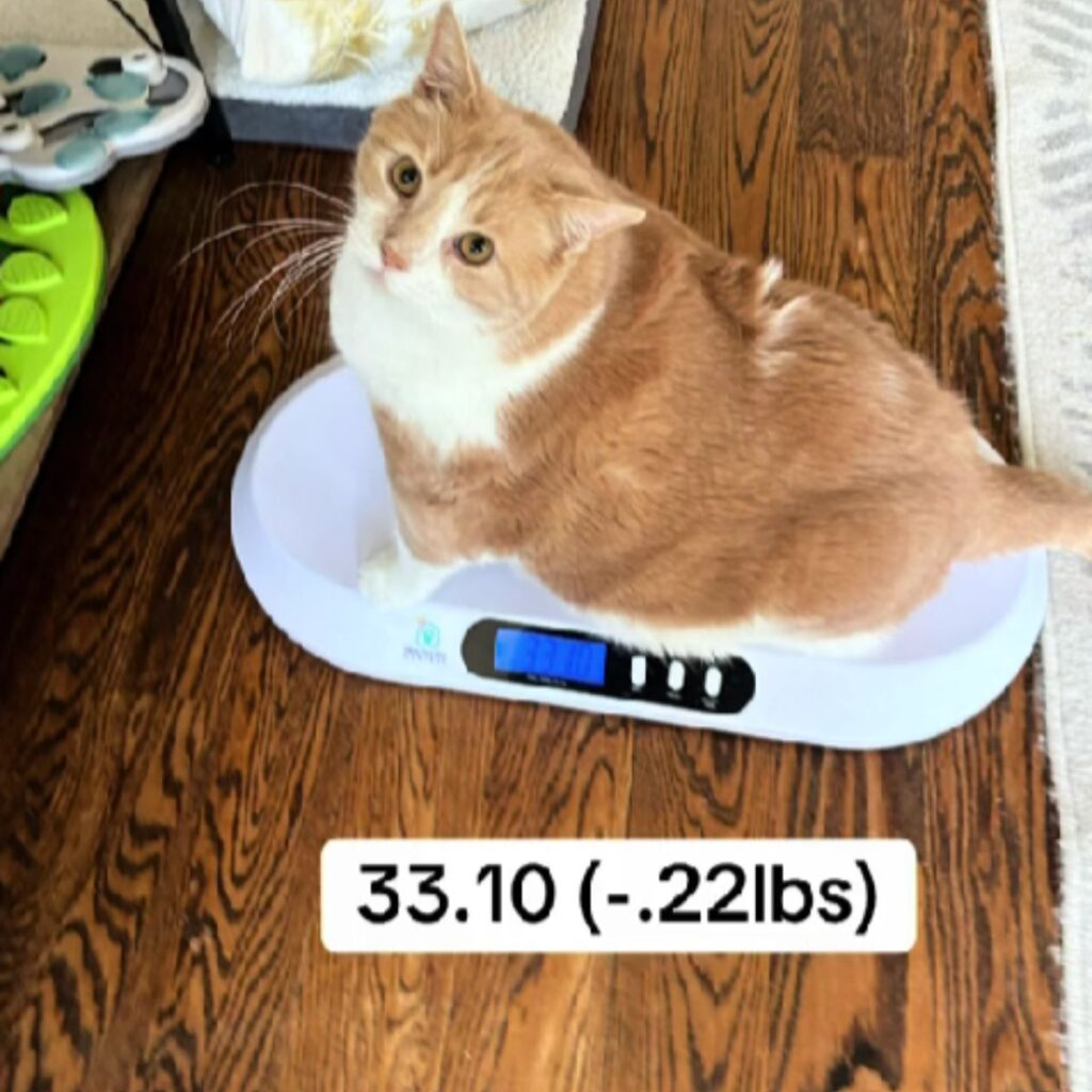 the cat looks at the owner while standing on the scales