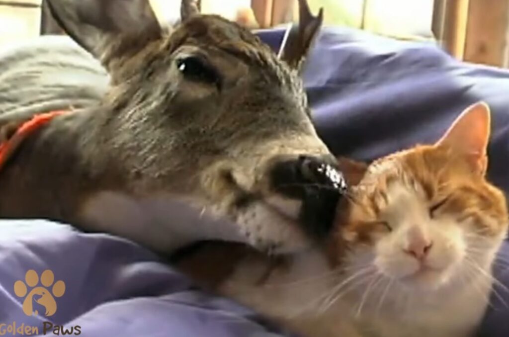 the deer lies next to the cat