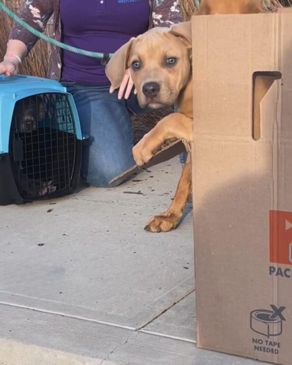 Stressed Mama Dog Found Abandoned In A Parking Lot With A Crate Full Of ...
