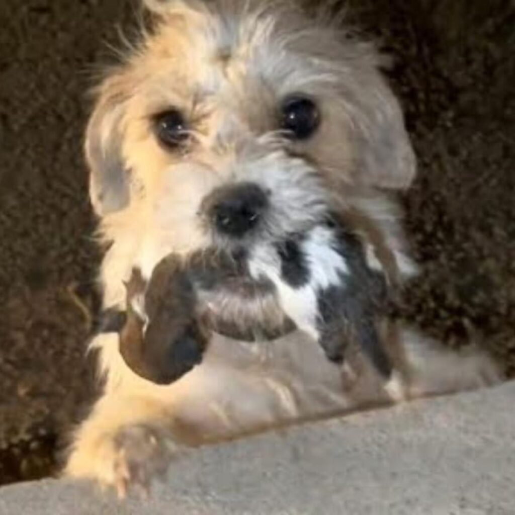 the dog is holding a stuffed puppy in its mouth