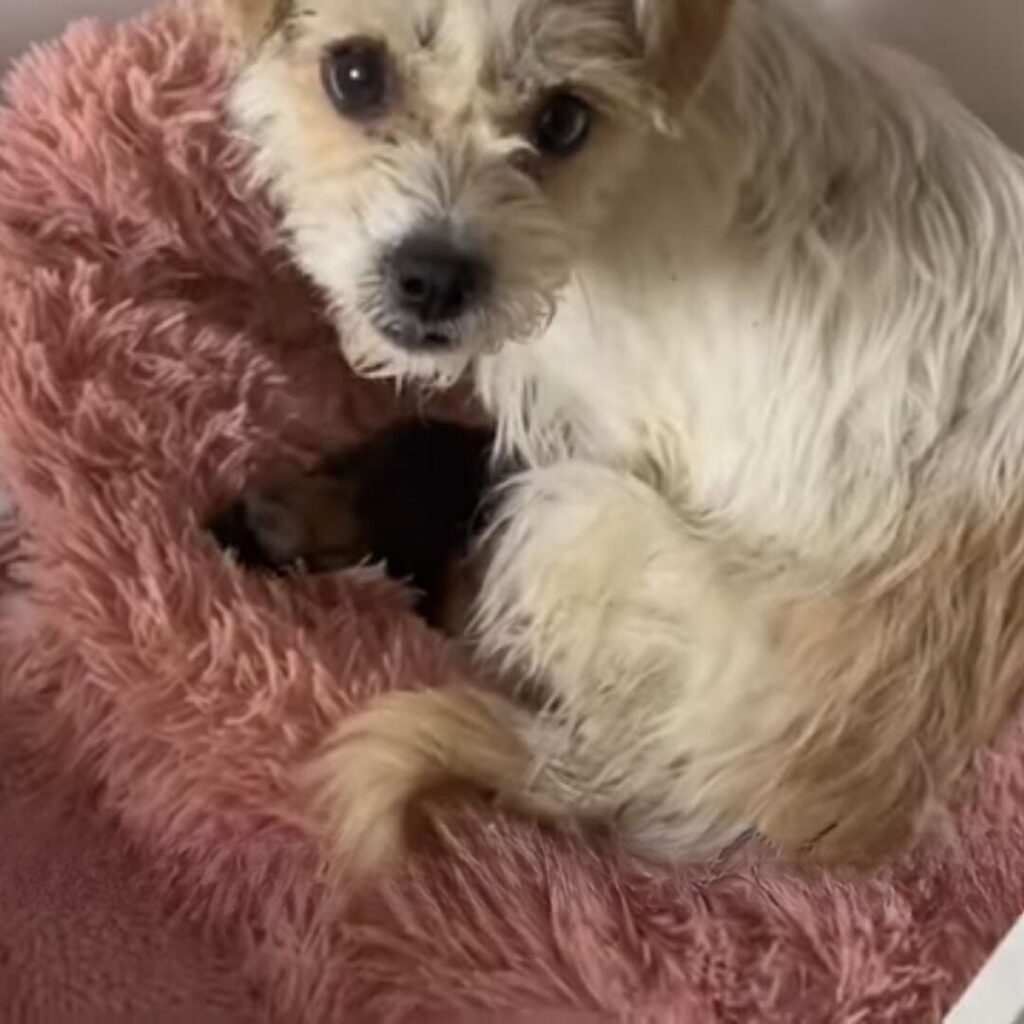 the dog is lying on a pink blanket next to the puppy