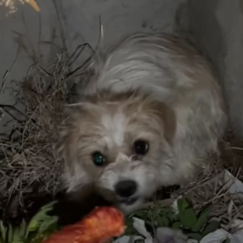 the dog is lying on the hay