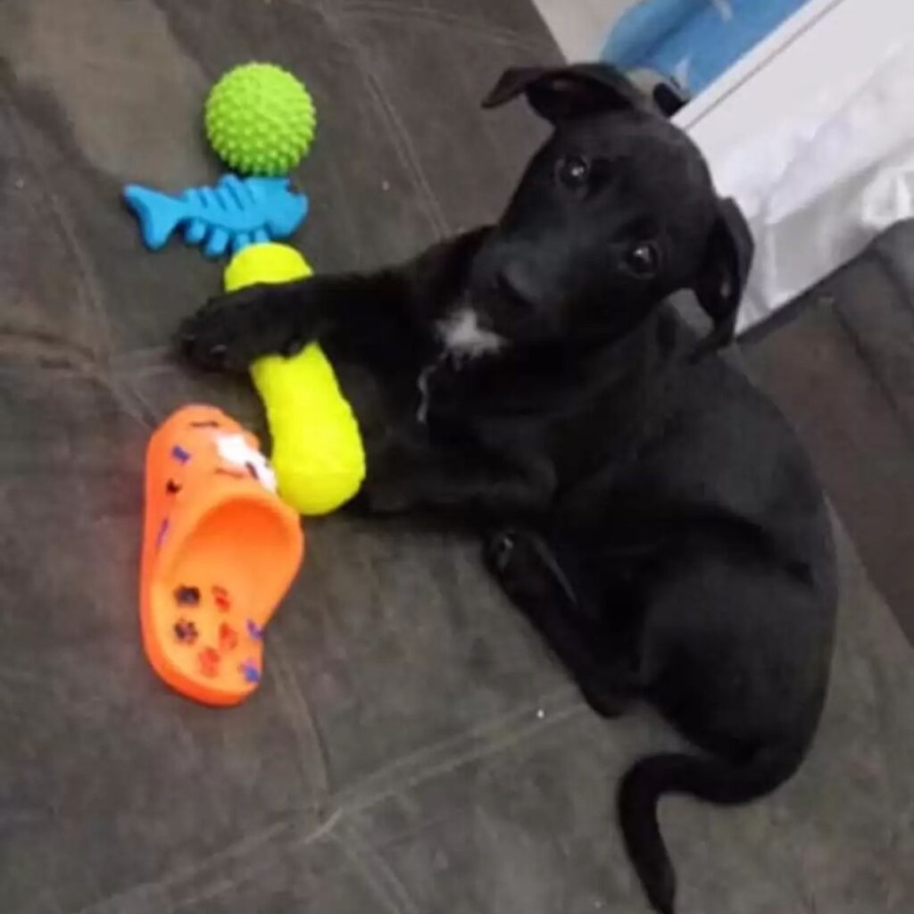 the dog is sitting next to the toys