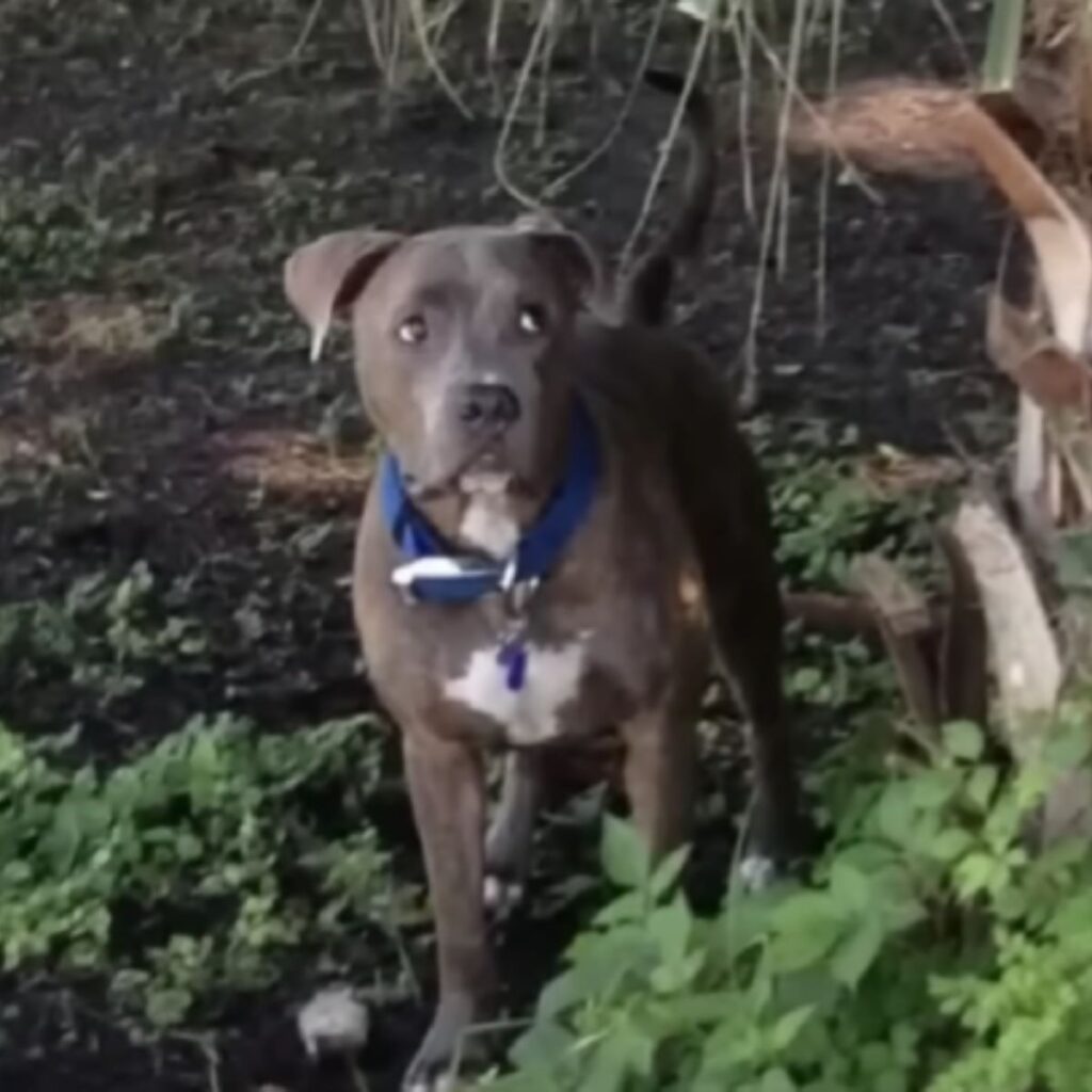 the dog is walking in the forest