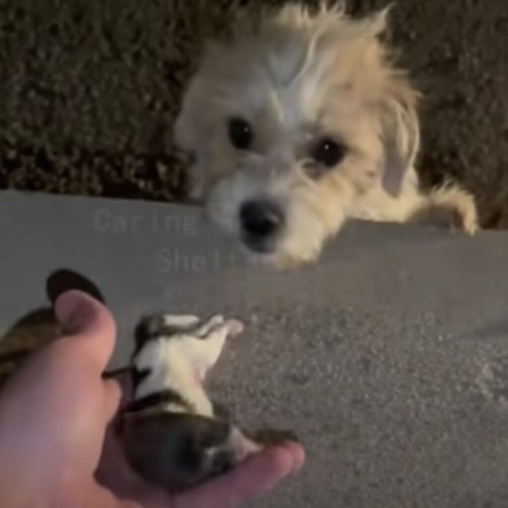 the dog looks on while the man holds the rock in his hand