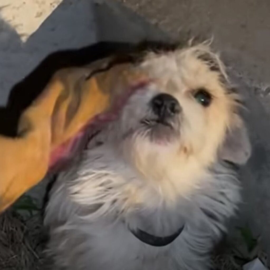 the dog sits and looks at the owner