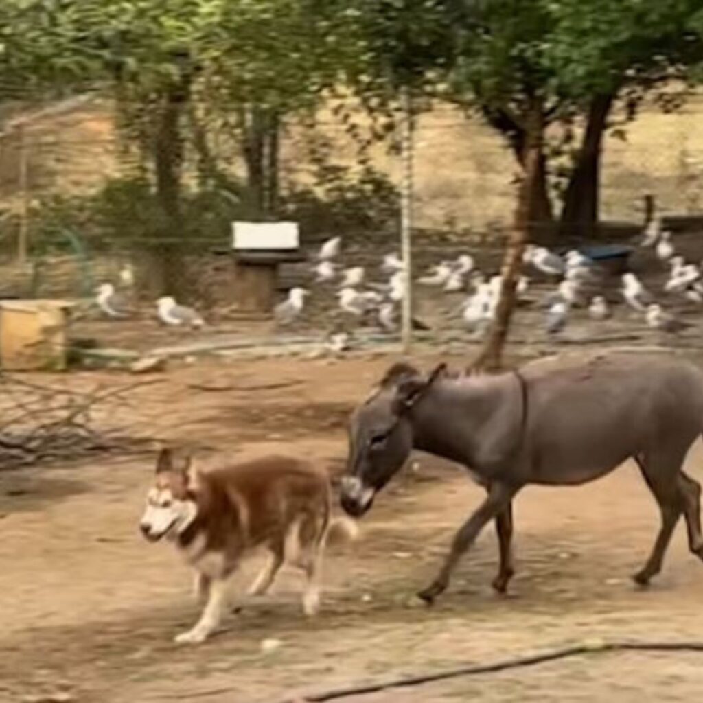 the donkey chases the dog