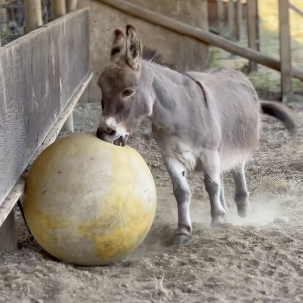 the donkey chases the yellow ball