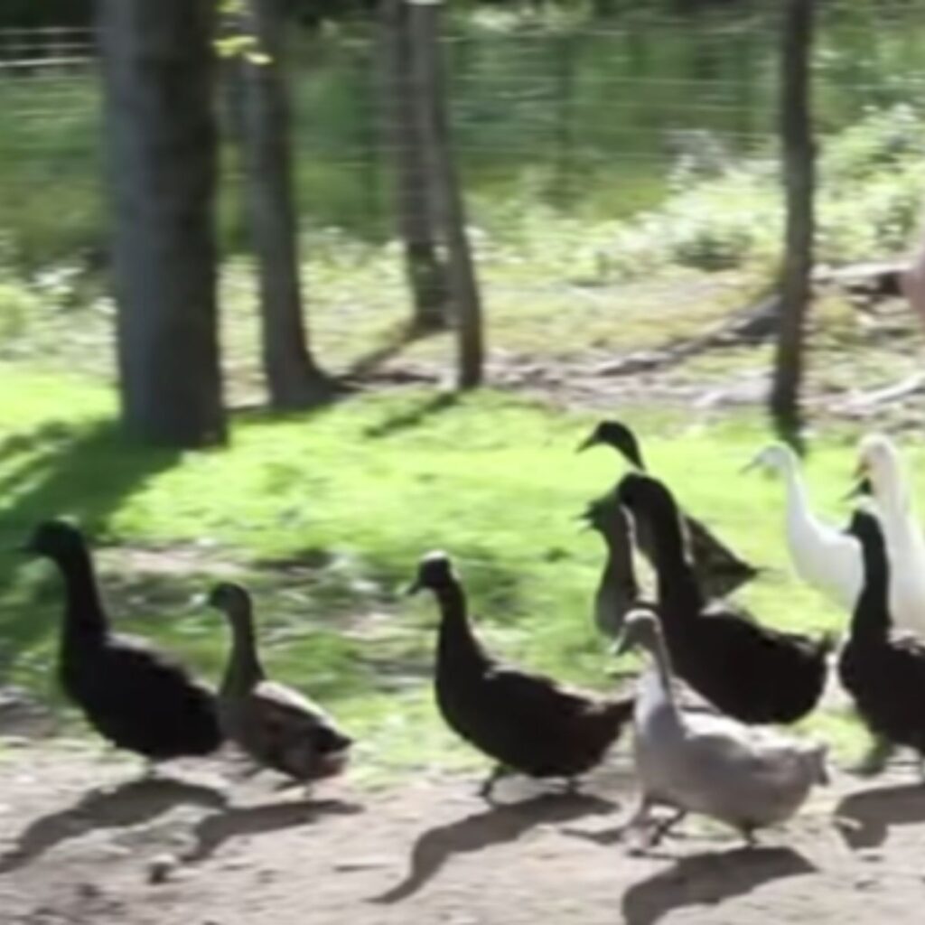 the ducks are running