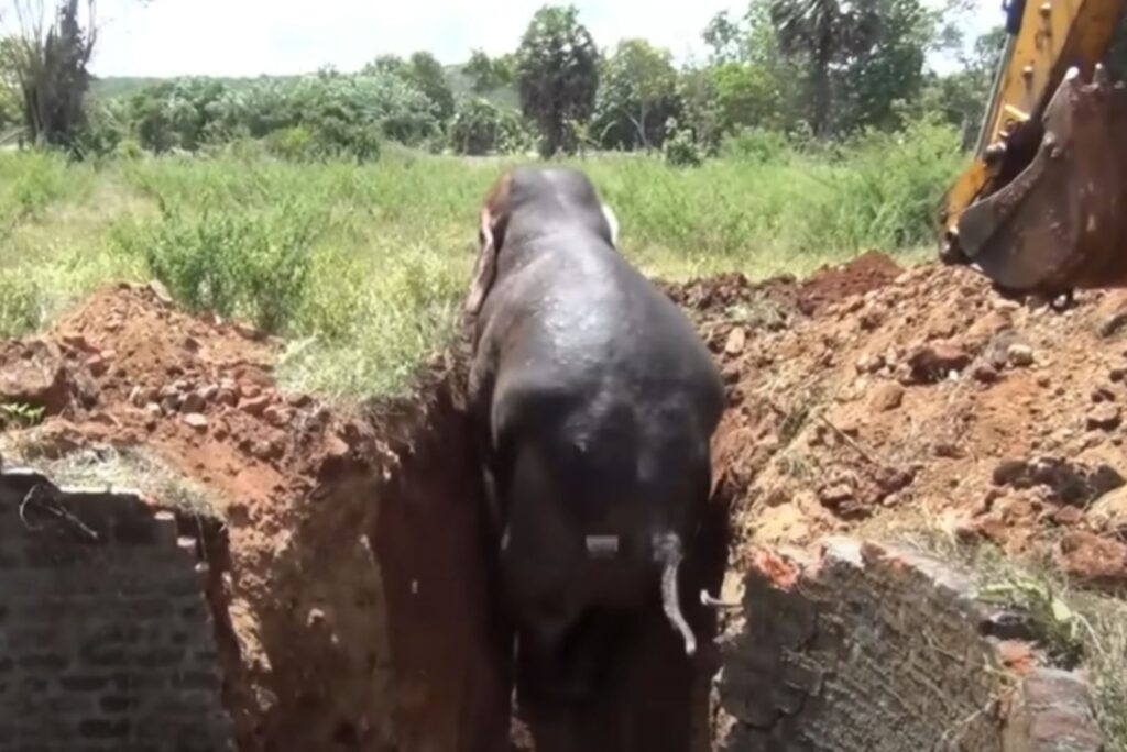 the elephant comes out of the well