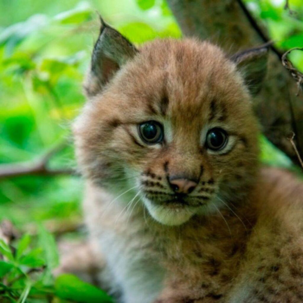 the sad look of a lynx cat