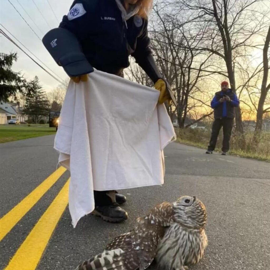 the woman wants to cover the injured owl