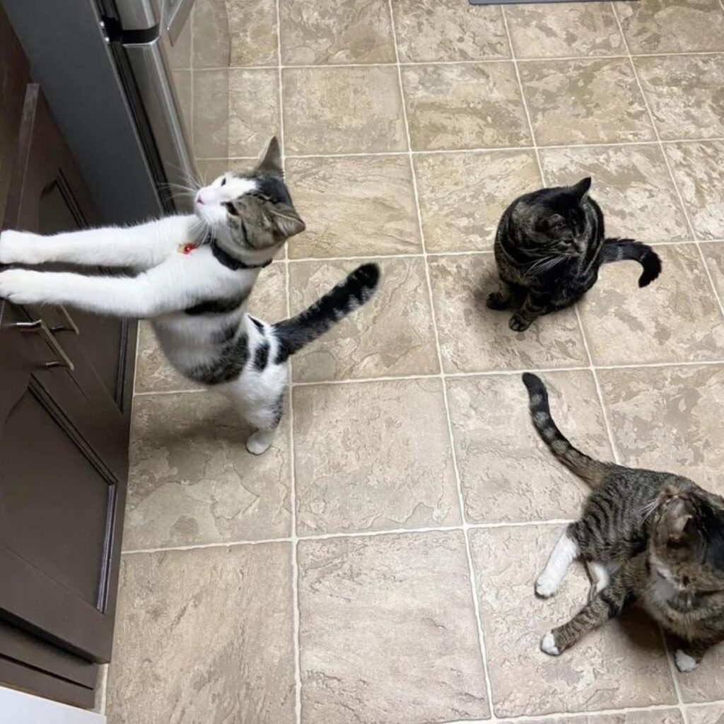 three cats in the shelter