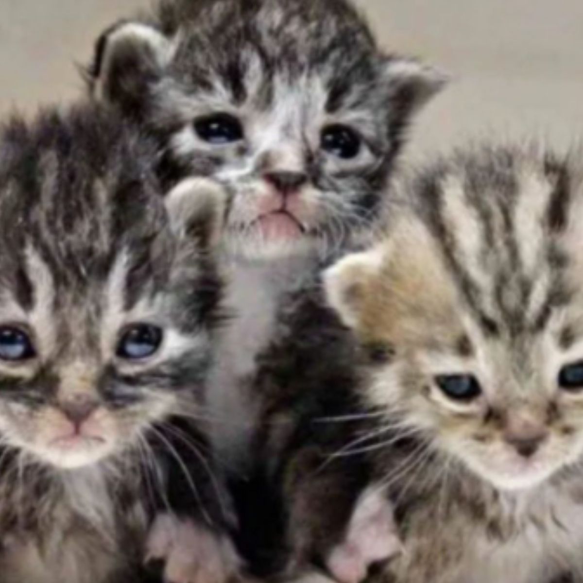 three kittens