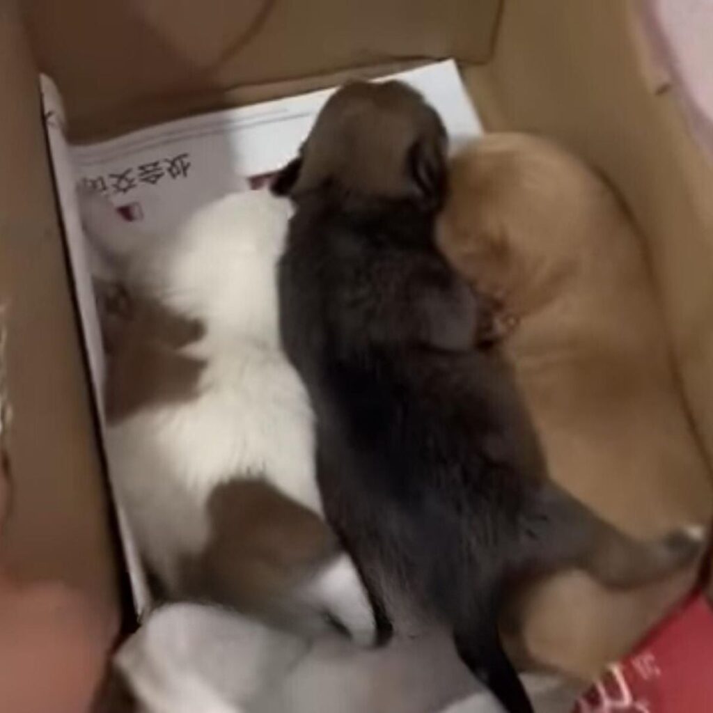 three puppies in a box