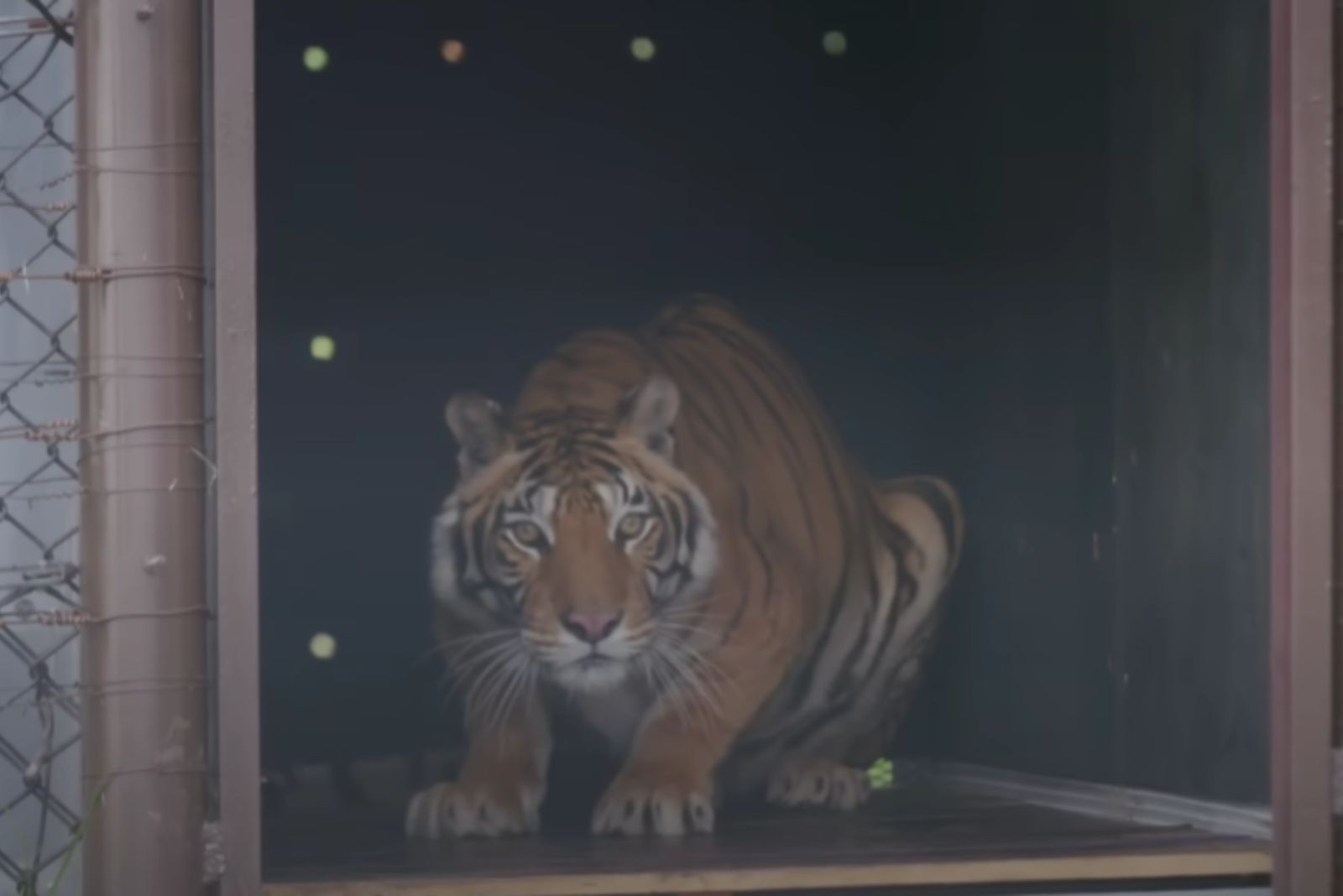 tiger in metal crate