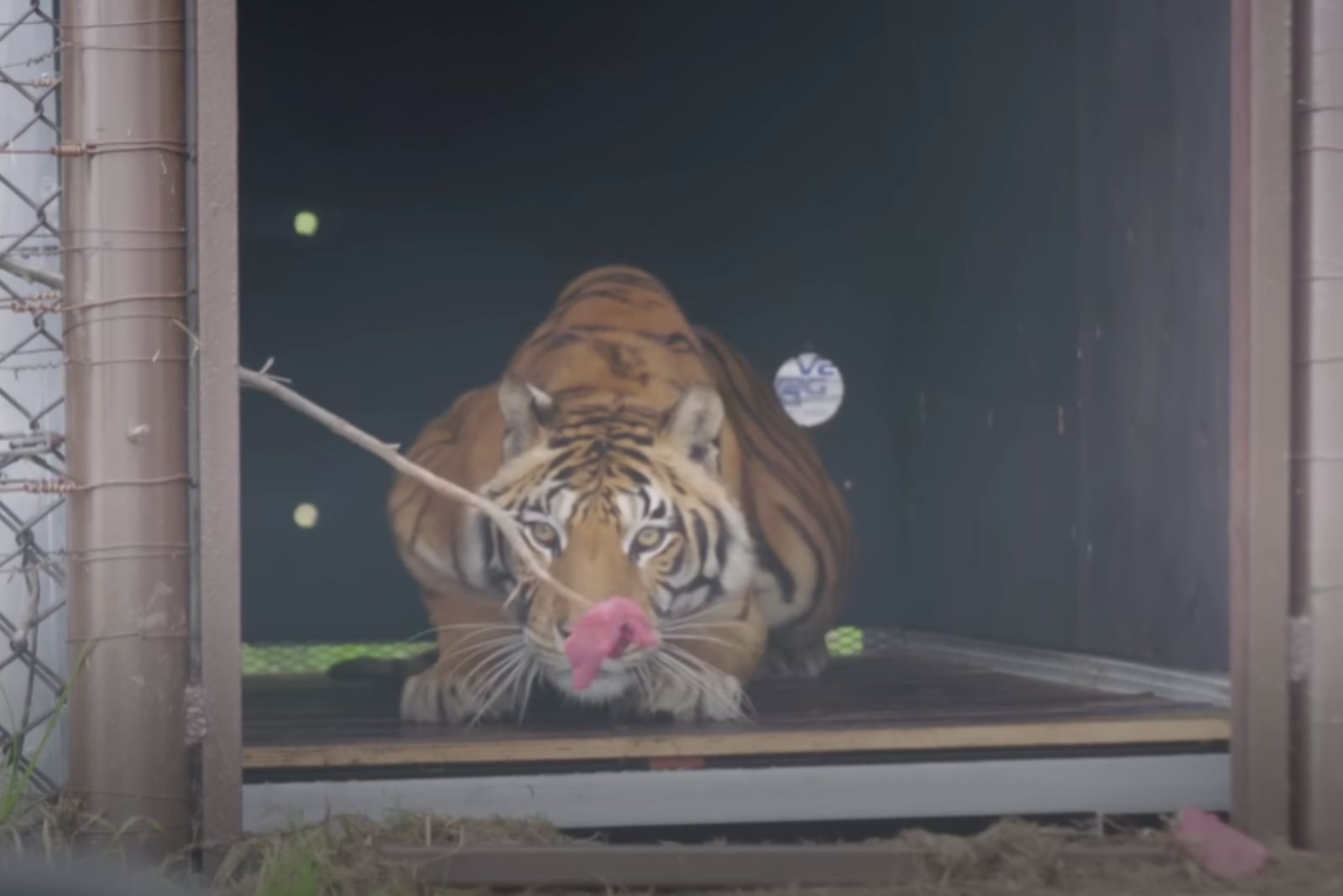 tiger laying down