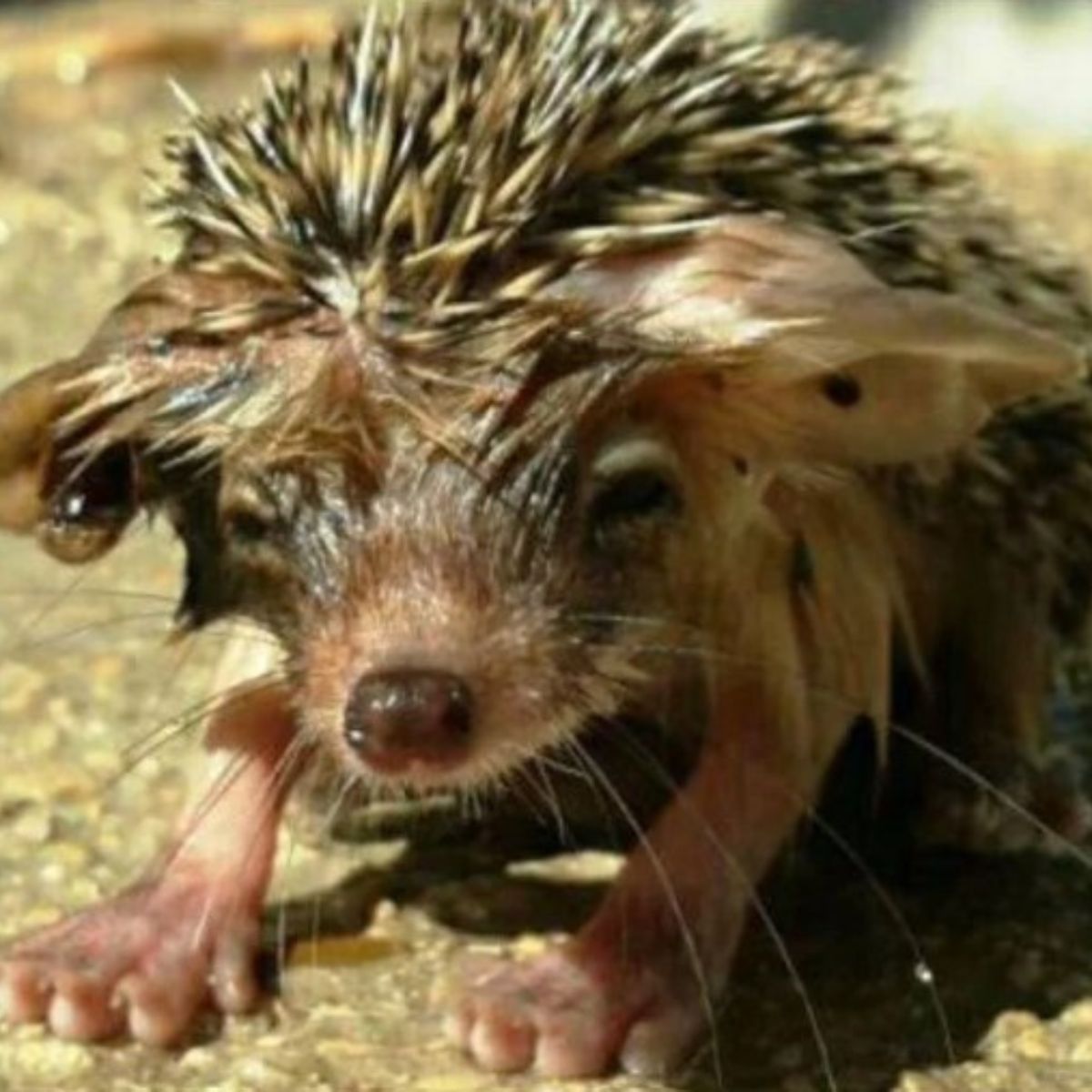 tiny hedgehog soaked in crude oil