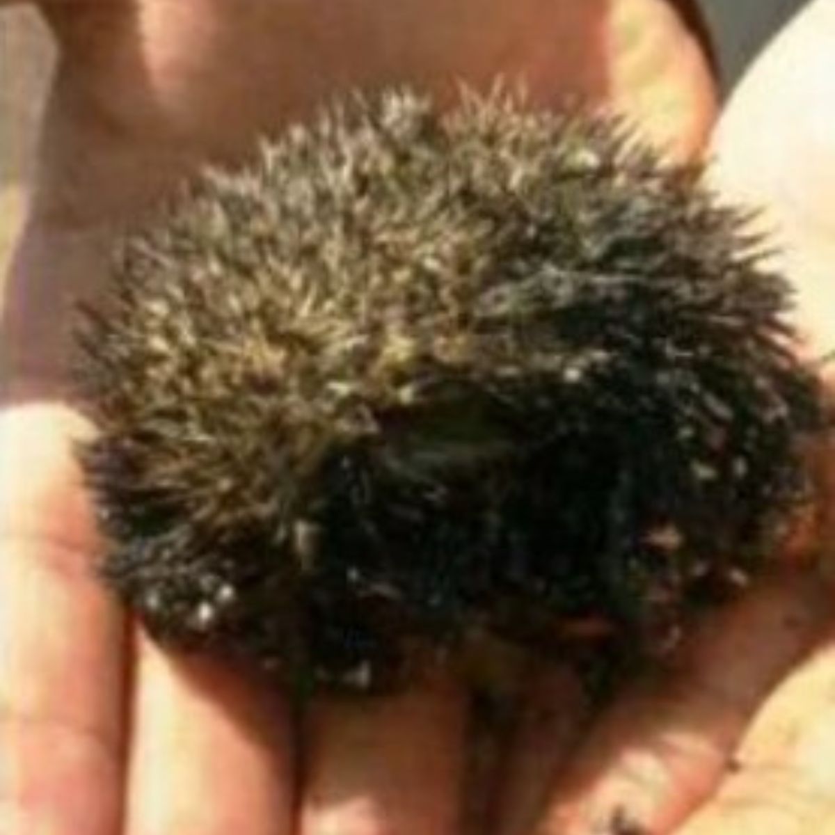 tiny hedgehog