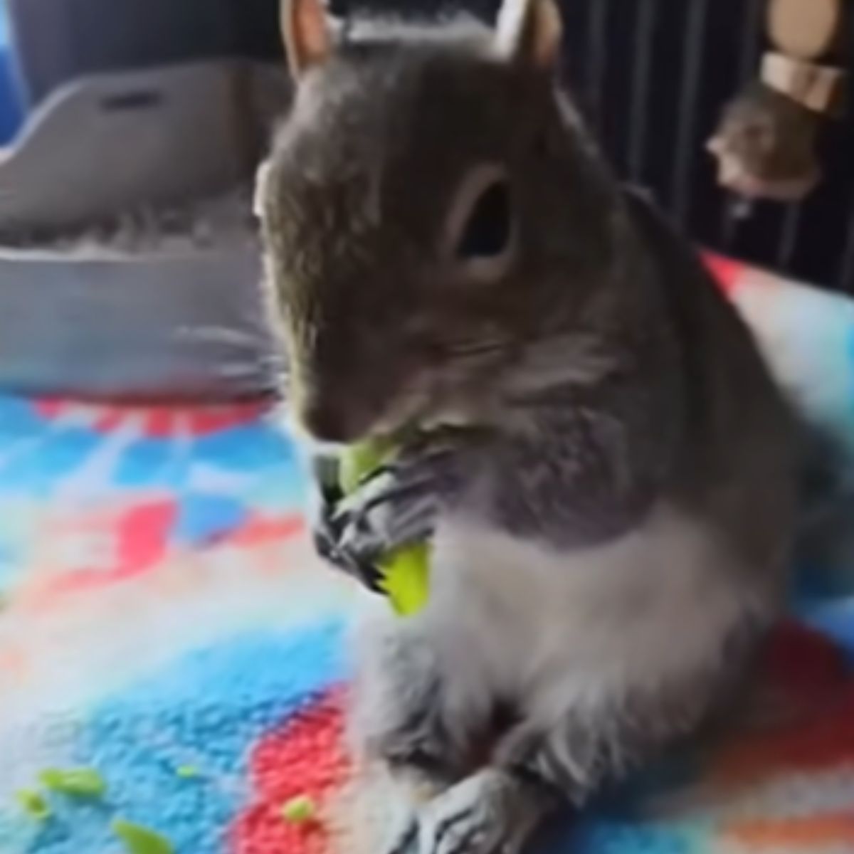 tiny squirrel eating