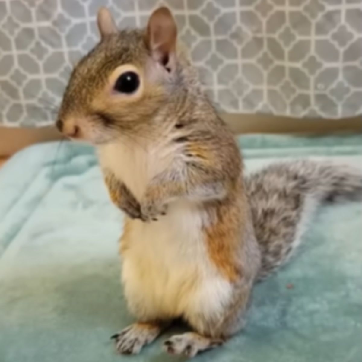 tiny squirrel