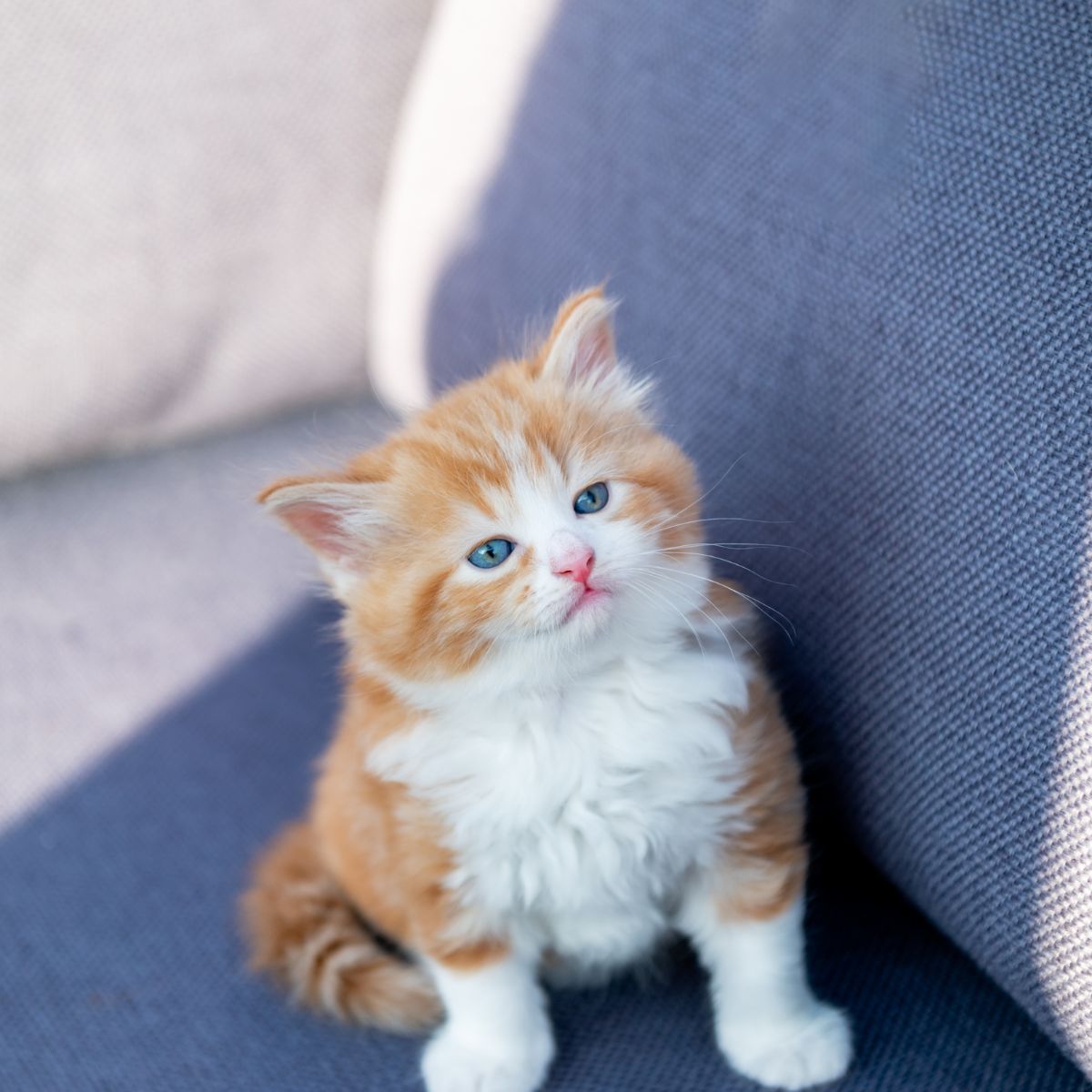 tiny white and orange kitten