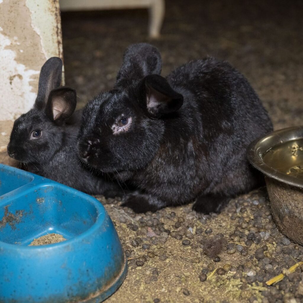 two black rabbits next to the food