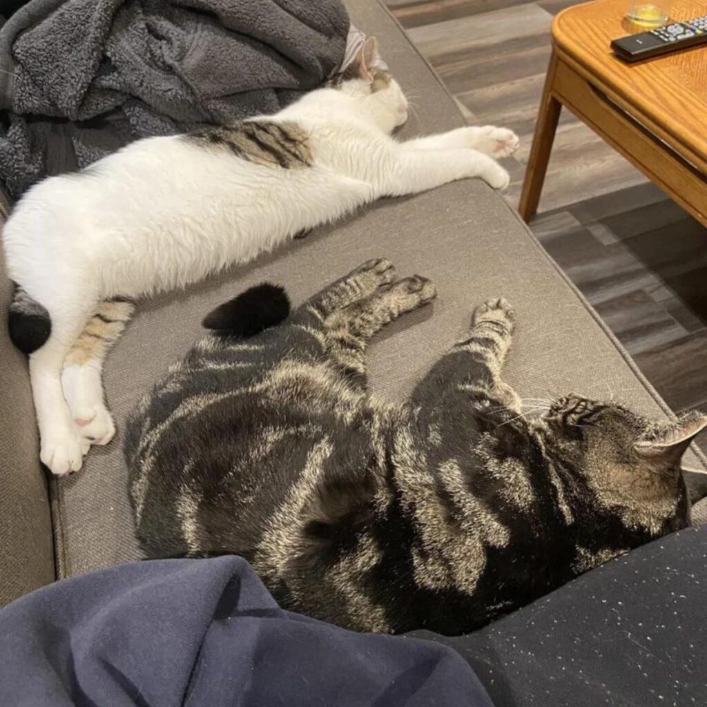 two cats are sleeping on the couch