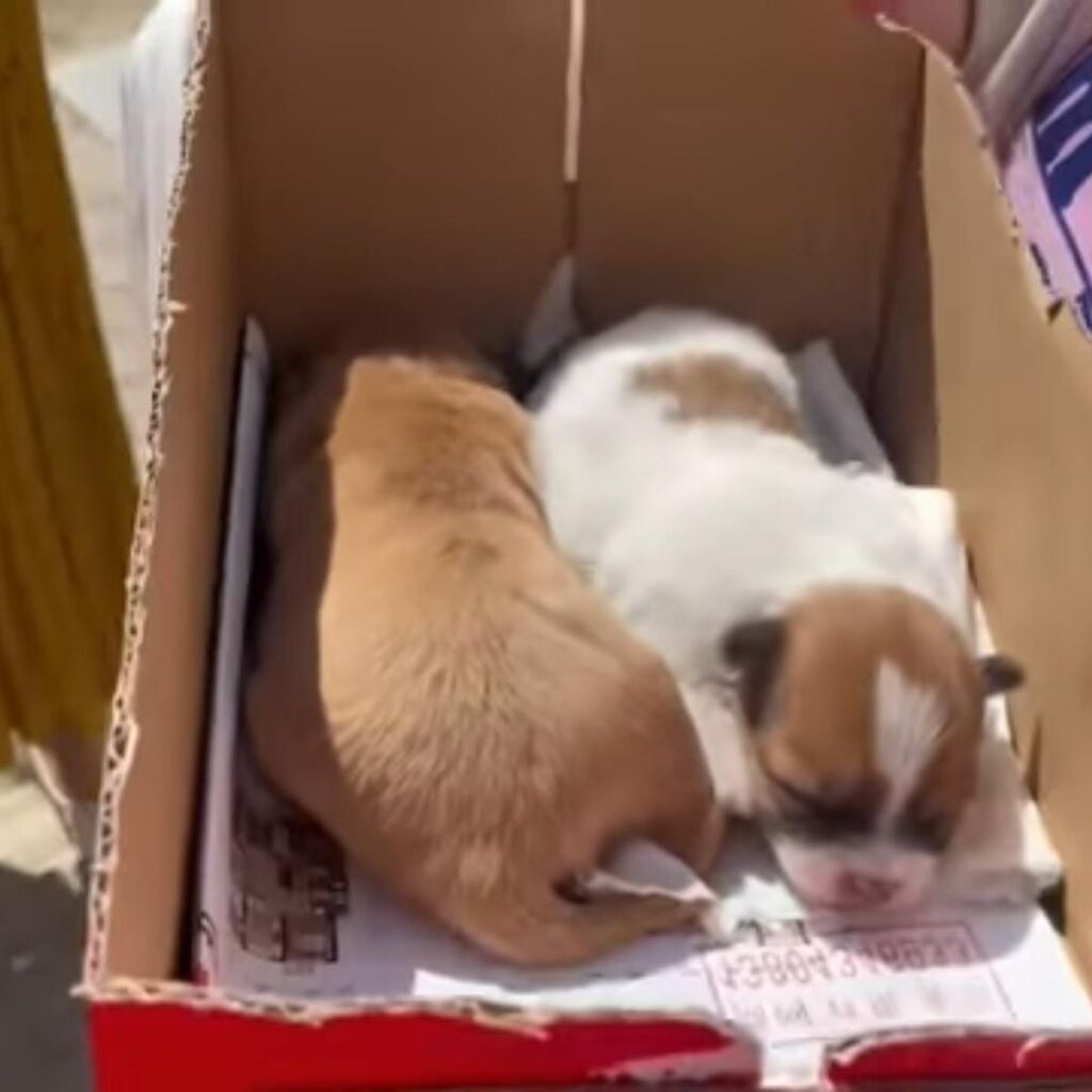 two dogs are lying in a box