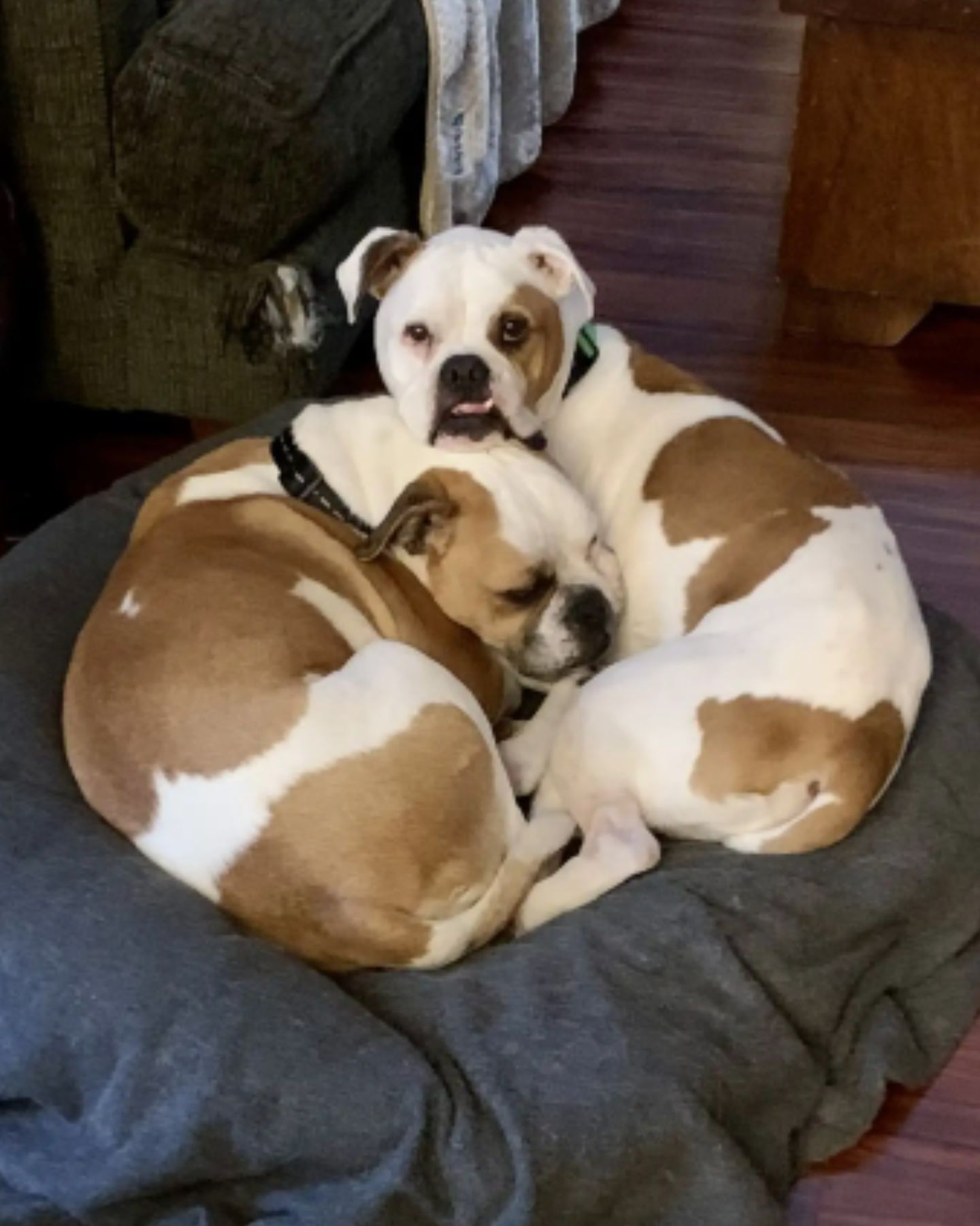 two dogs laying together