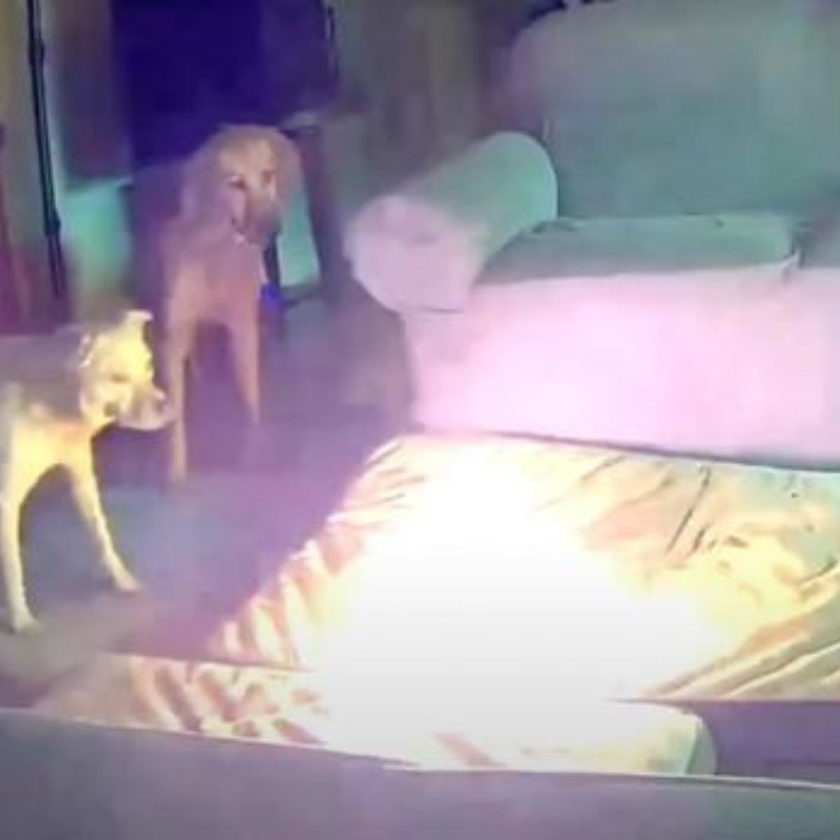 two dogs looking at fire