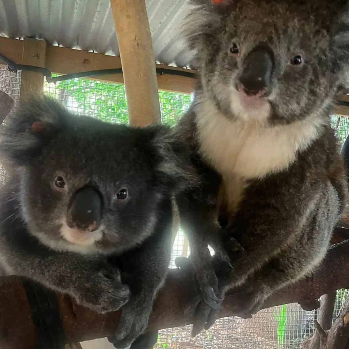 two koalas