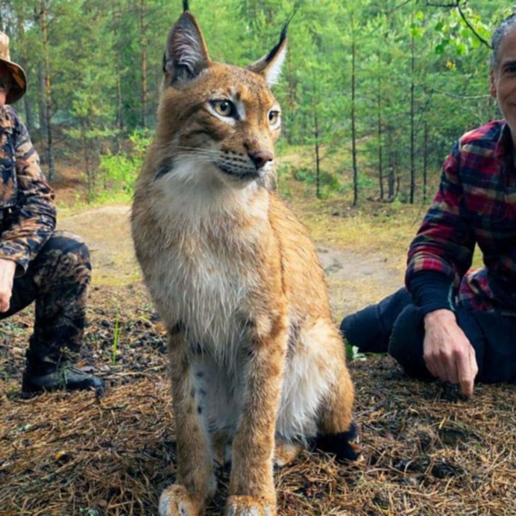 two men are sitting next to a lynx cat