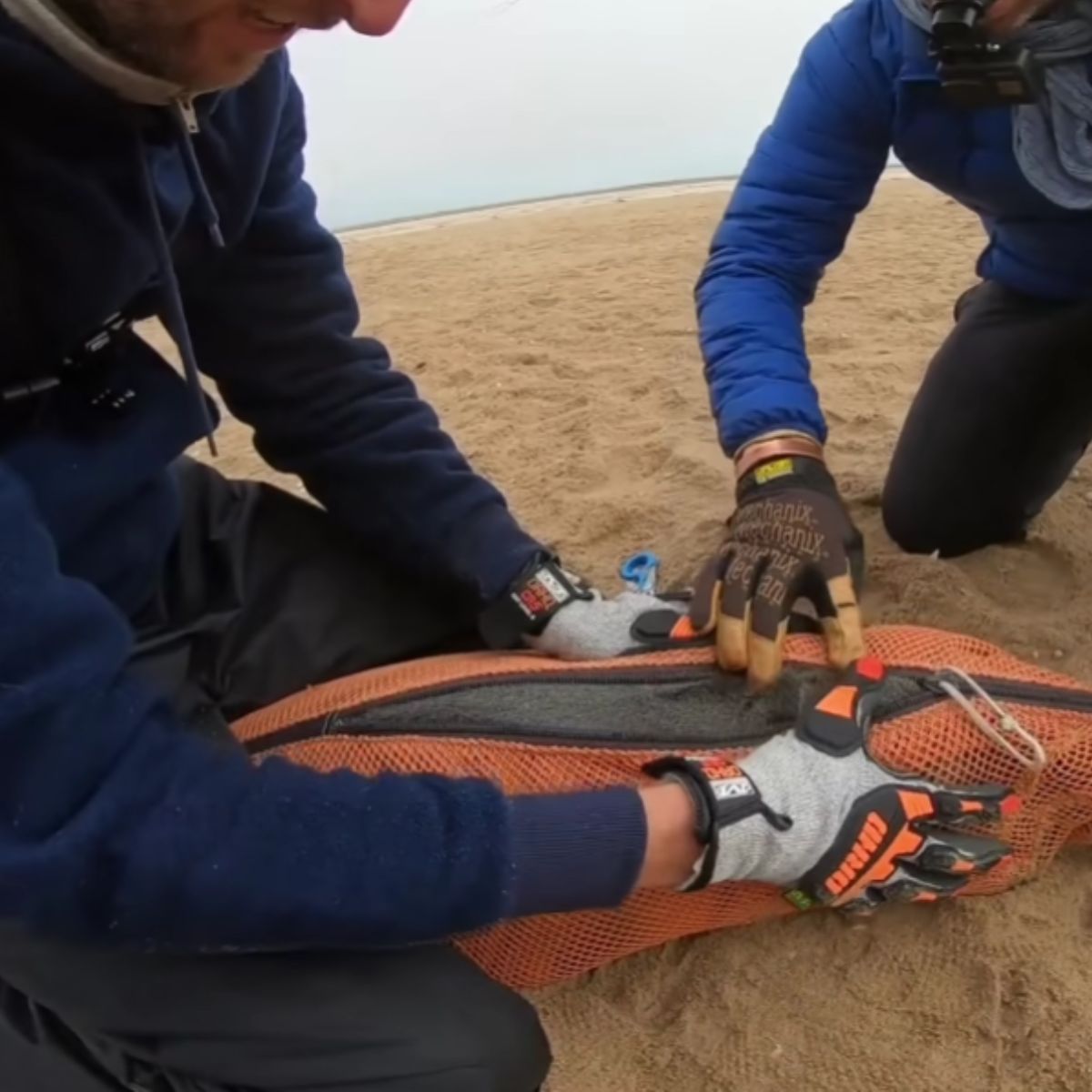 two men helping seals