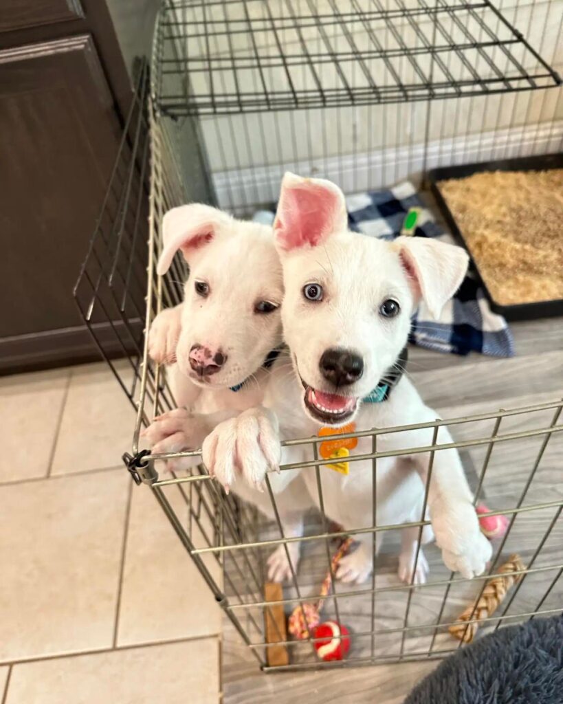 two puppies in a stroller