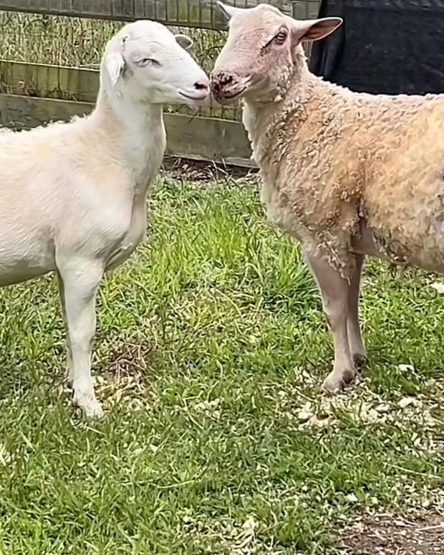 two sheep facing each other