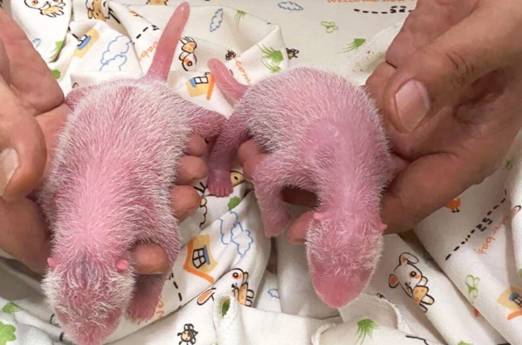 two stuffed bears in the hands of a woman