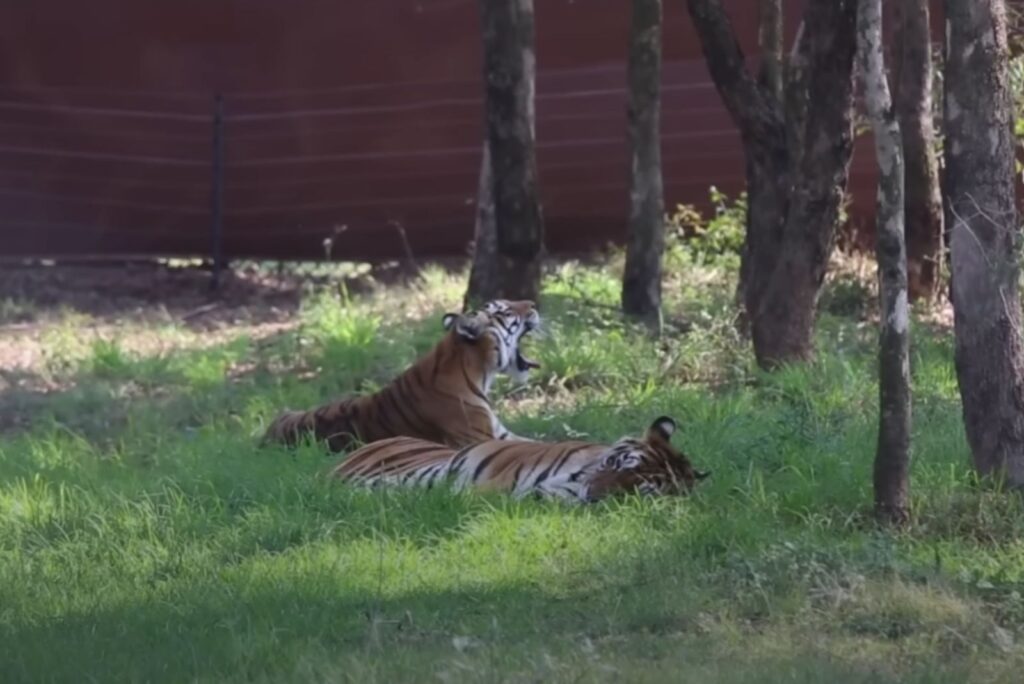 two tigers laying down