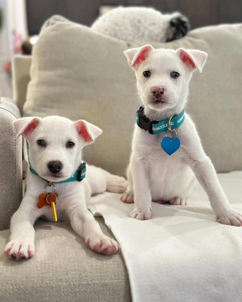 two white dogs on the couch