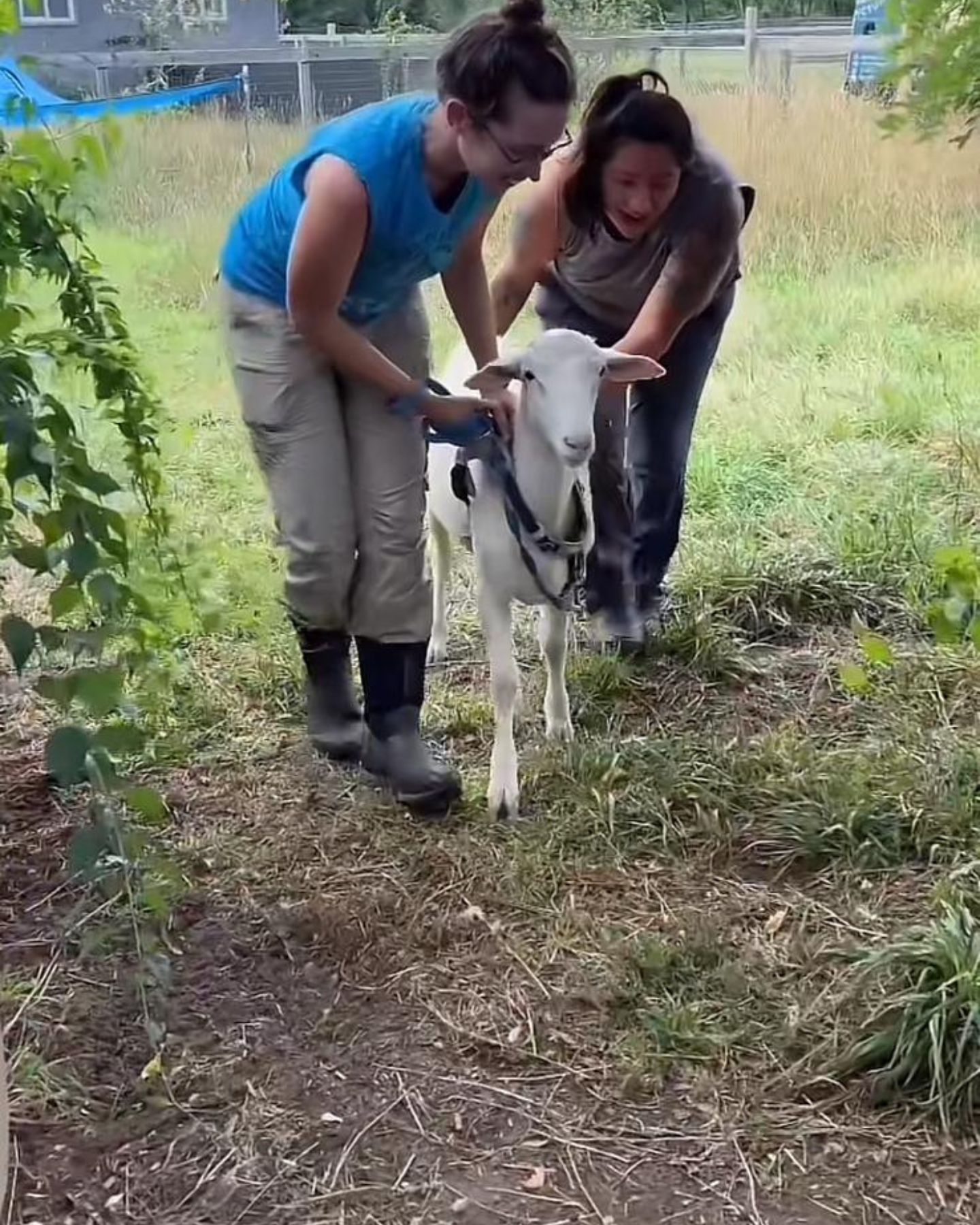 two woman and sheep