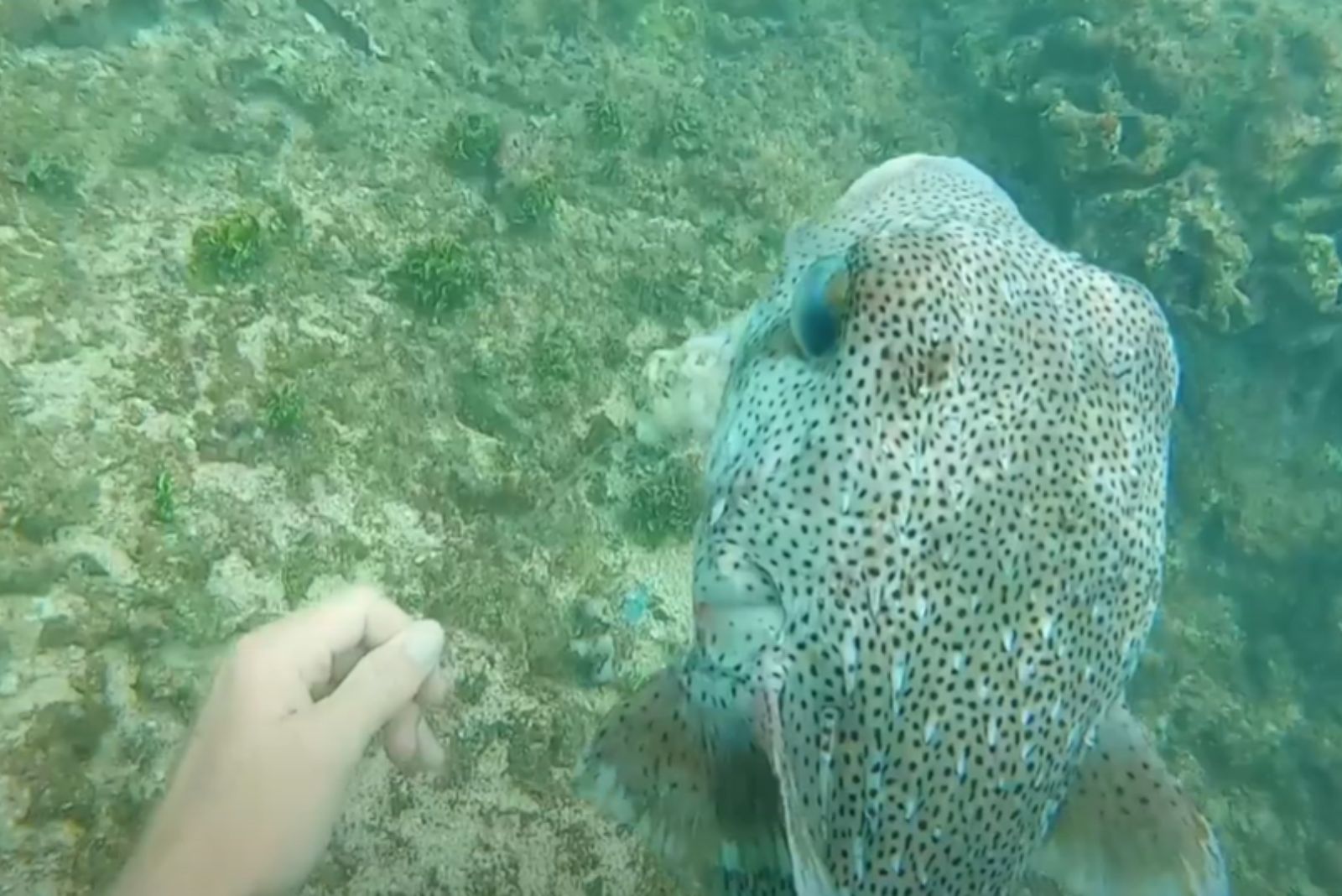 venomous pufferfish