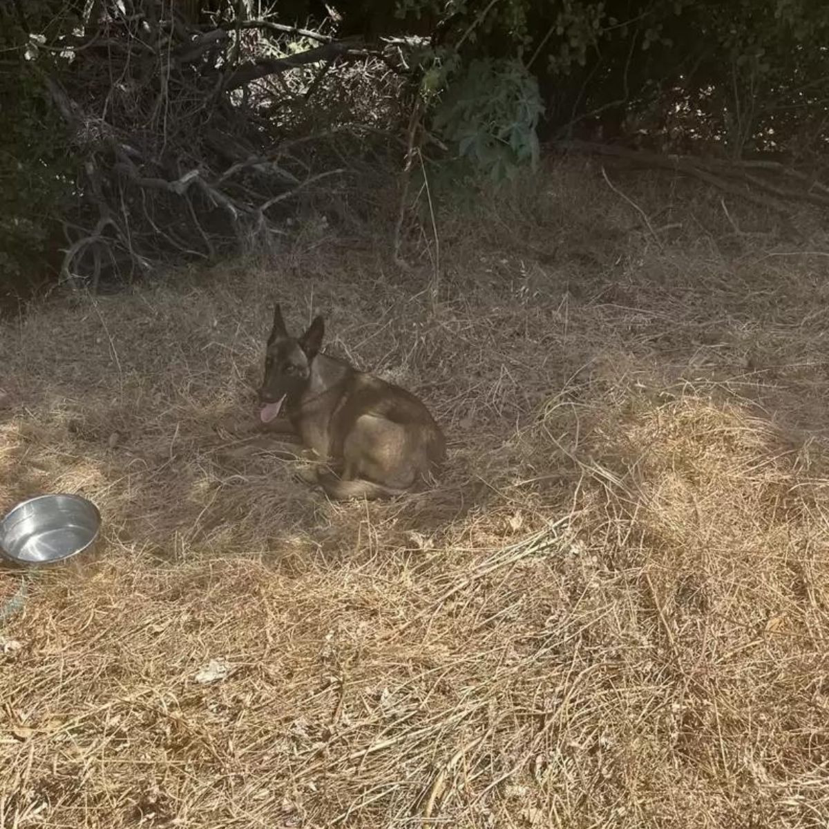 very cute dog laying down