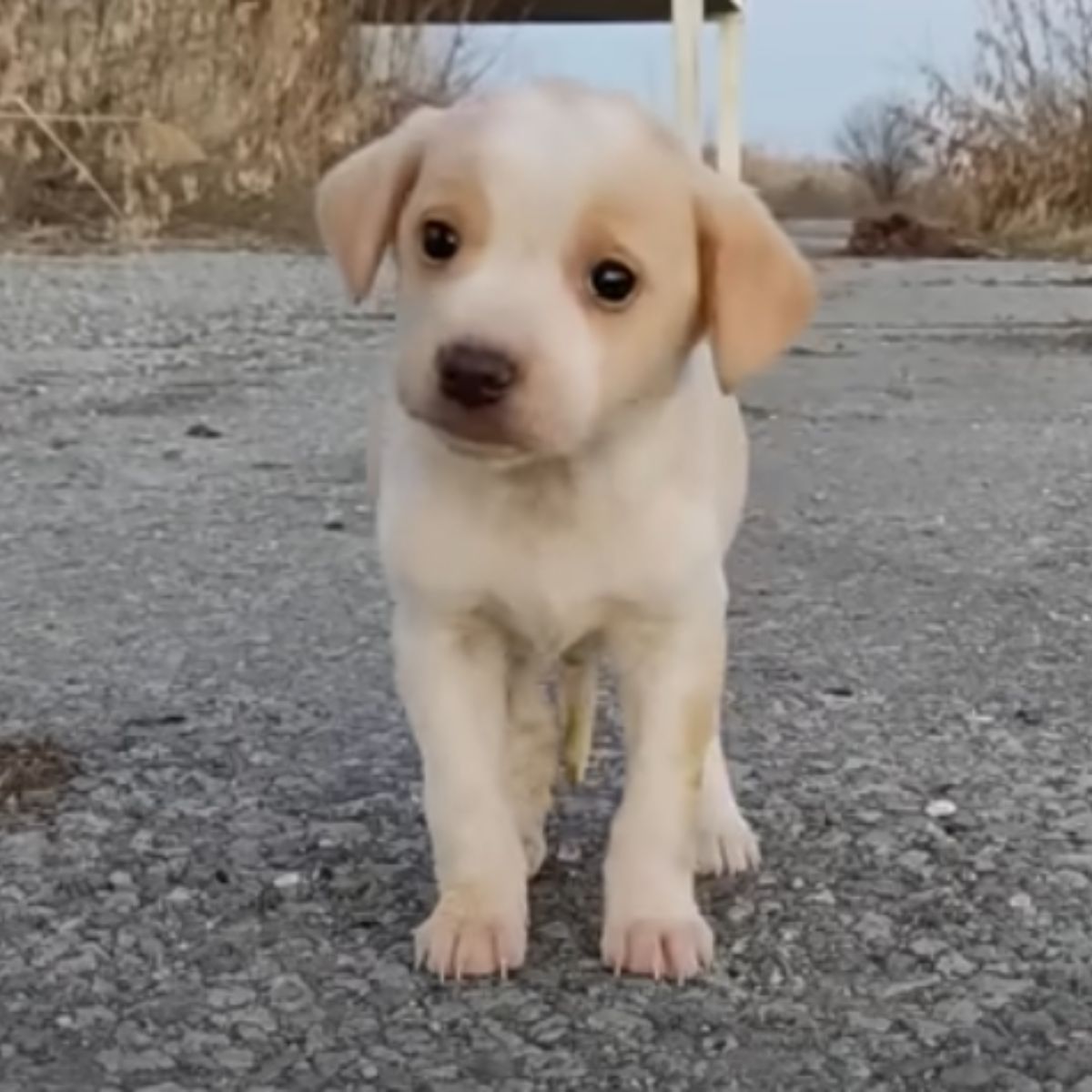 very cute puppy standing