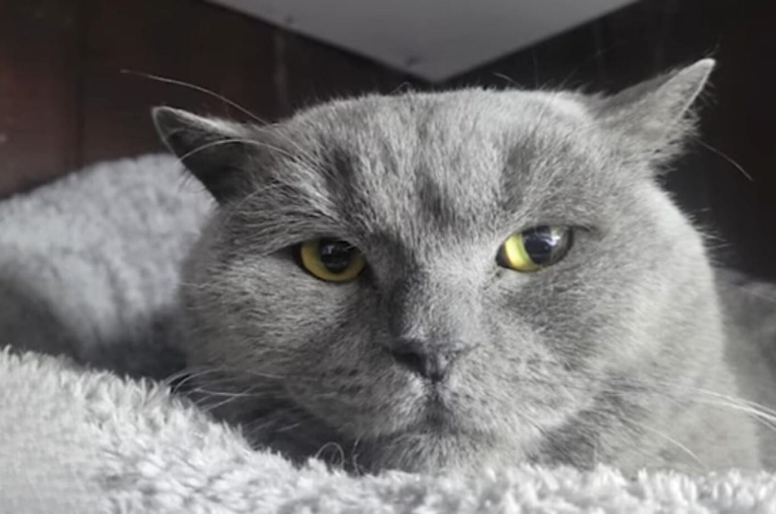 very sweet gray cat