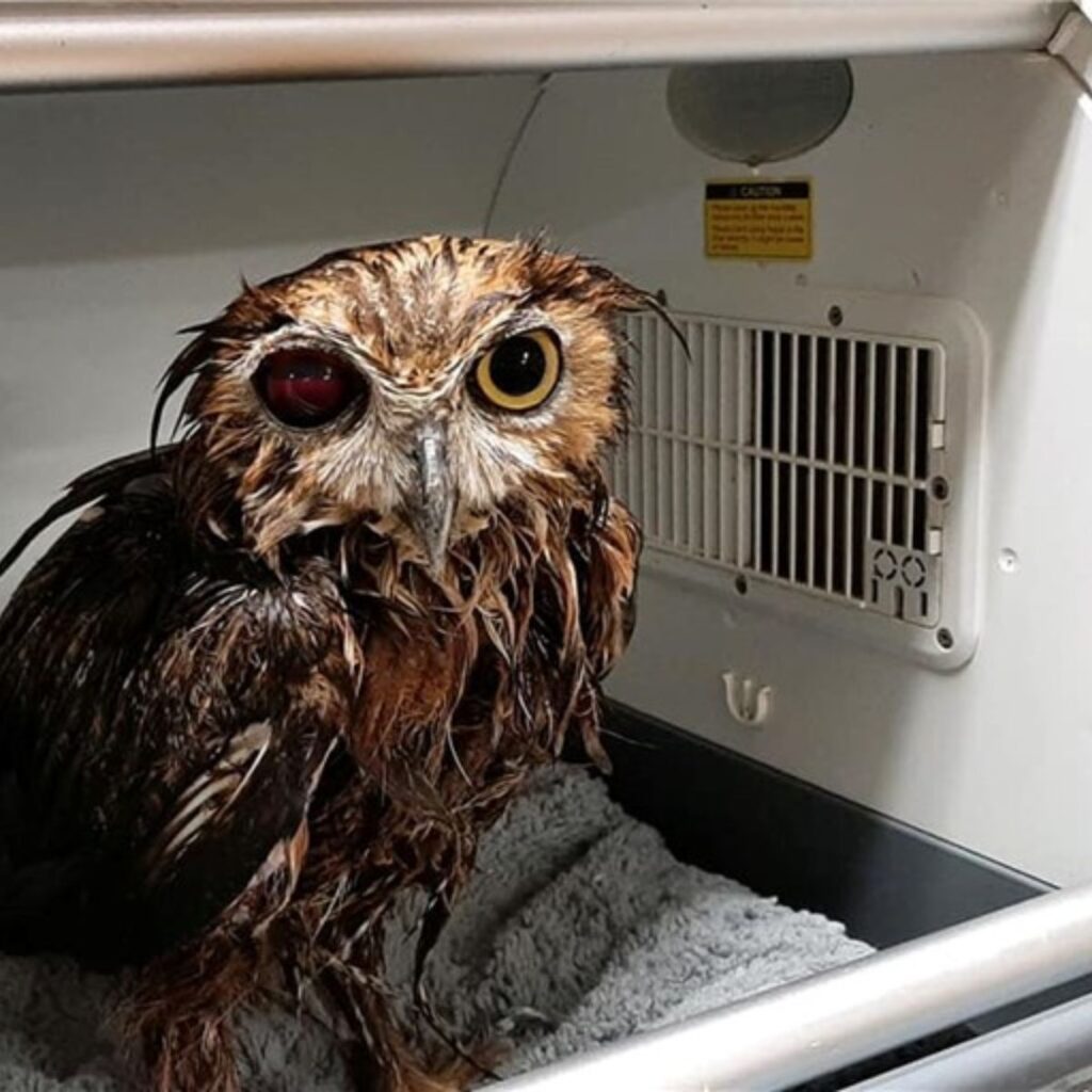 washed owl in a cage