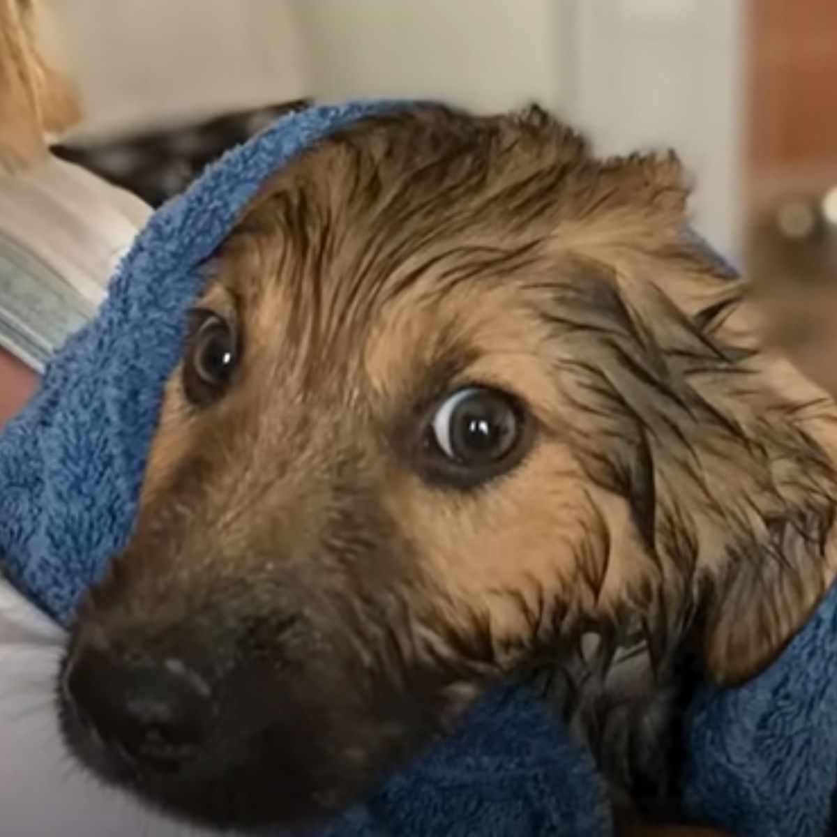 wet puppy wrapped into the blanket