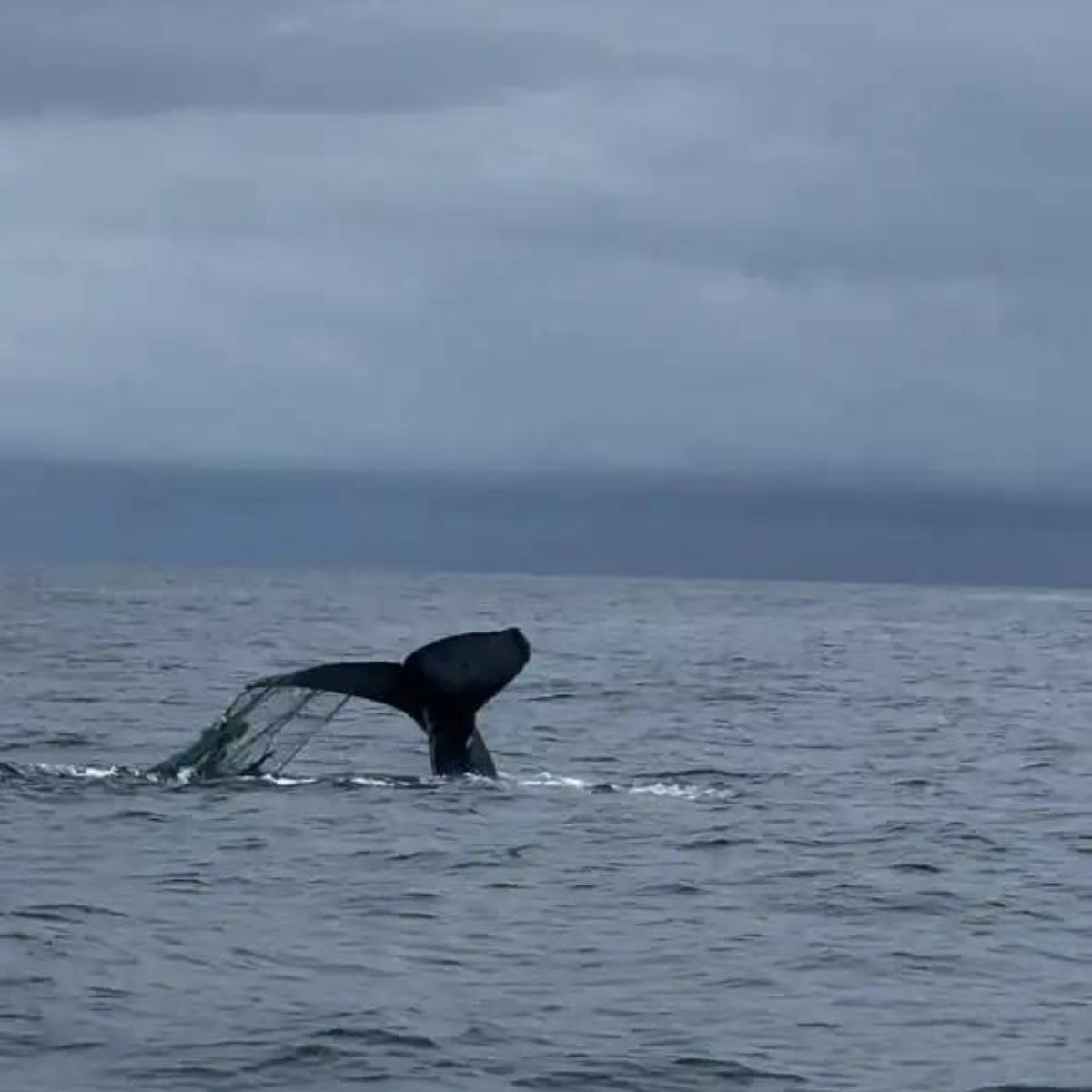 whale in water