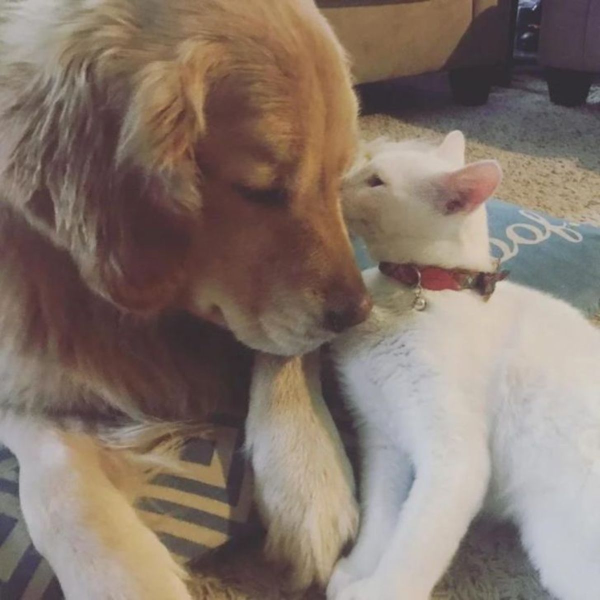 white kitten with dog