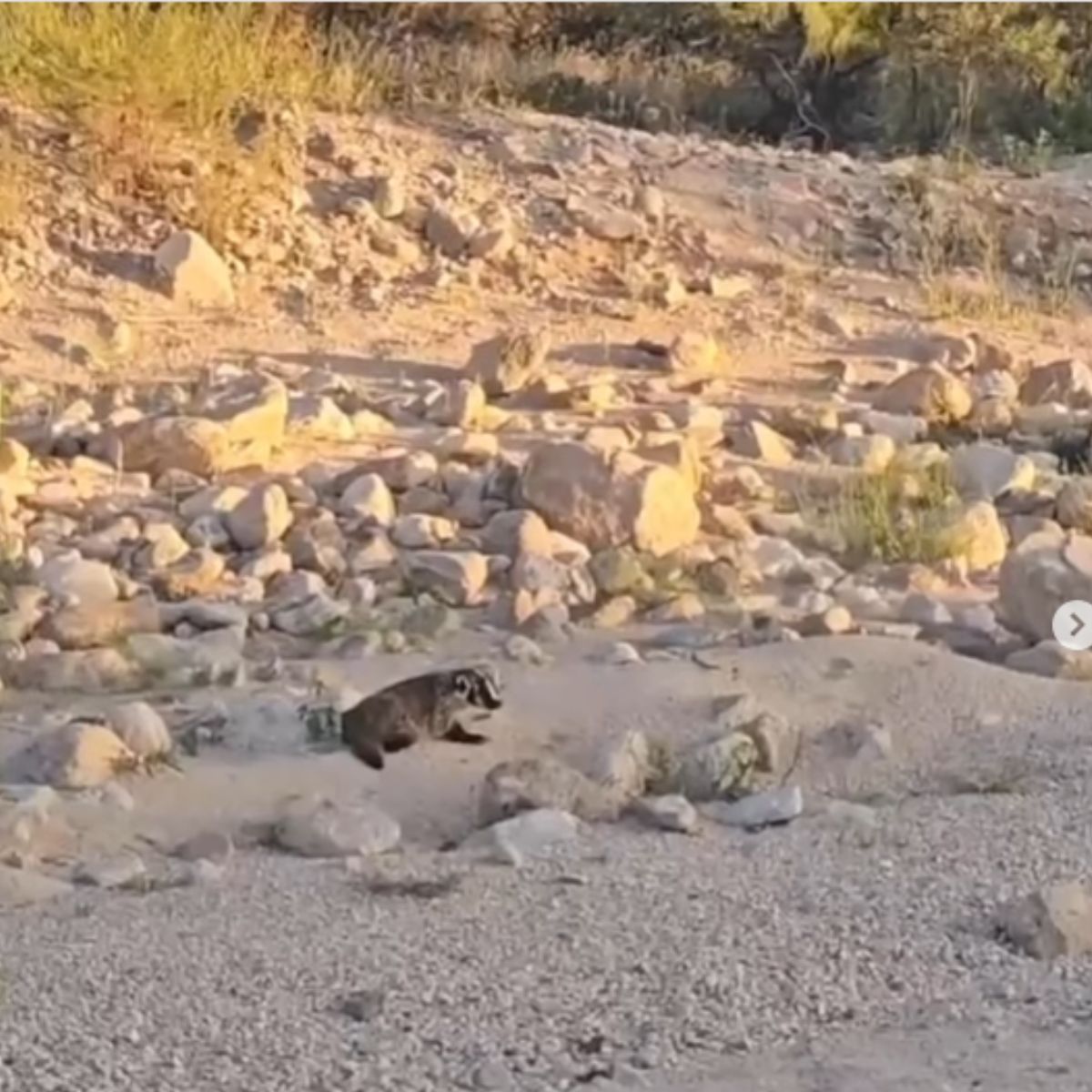 wild American badger